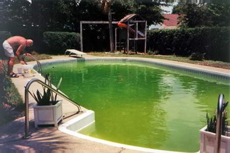 Zwemvijver met troebel groen water door zweefalgen